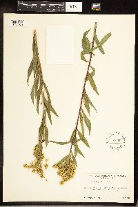 Solidago gigantea image