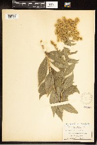 Solidago gigantea image