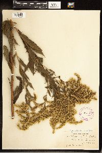 Solidago gigantea image
