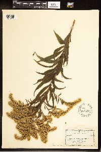 Solidago gigantea image