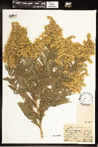 Solidago gigantea image