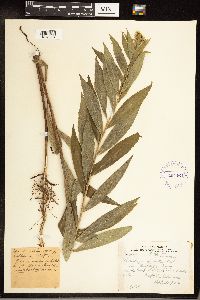 Solidago gigantea image