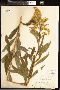 Solidago gigantea image