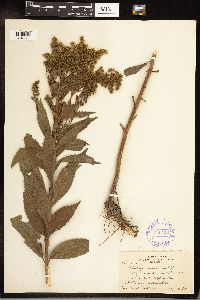 Solidago gigantea image