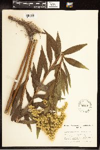 Solidago gigantea image