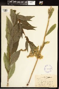 Solidago gigantea image