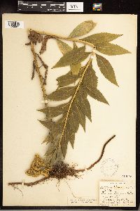 Solidago gigantea image