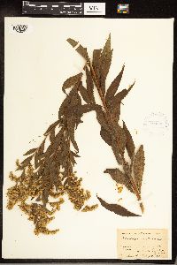 Solidago gigantea image