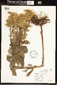 Solidago gigantea image