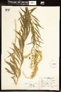 Solidago gigantea image