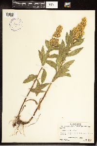 Solidago gigantea image