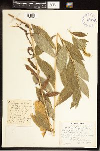 Solidago gigantea image