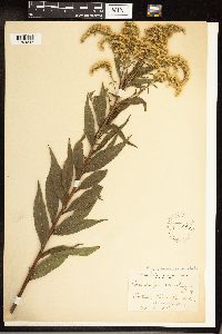 Solidago gigantea image