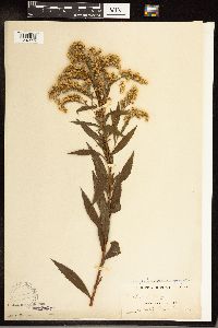 Solidago gigantea image