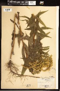 Solidago gigantea image