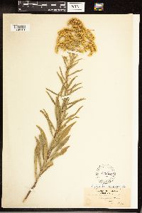 Solidago gigantea image
