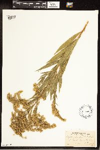 Solidago gigantea image