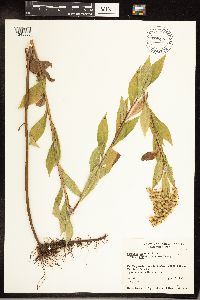 Solidago gigantea image