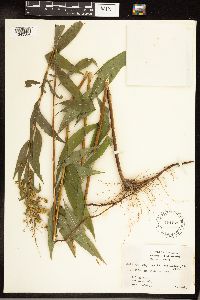 Solidago gigantea image