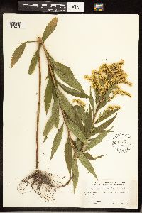Solidago gigantea image