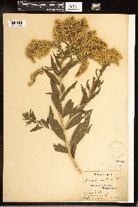 Solidago gigantea image