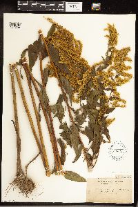 Solidago gigantea image