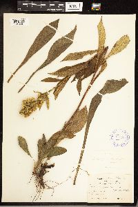 Solidago glomerata image