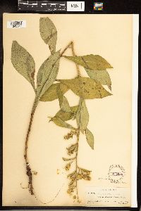 Solidago glomerata image