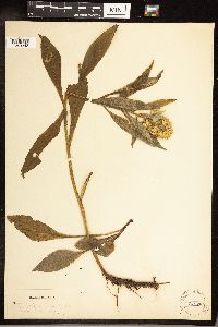 Solidago glomerata image