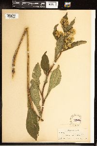 Solidago glomerata image