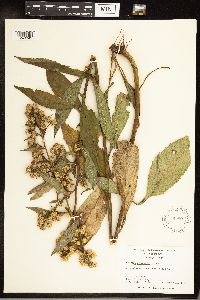 Solidago glomerata image