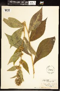 Solidago glomerata image