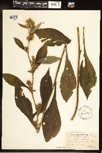 Solidago glomerata image