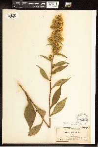 Solidago glomerata image