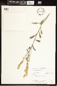 Solidago hispida image