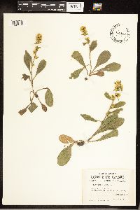 Solidago hispida image