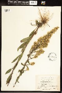Solidago hispida image