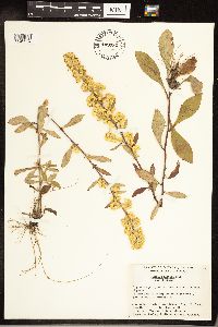 Solidago hispida image