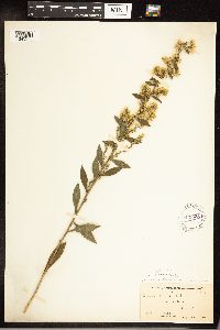 Solidago hispida image