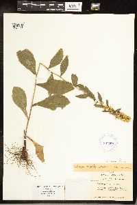 Solidago hispida image