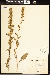 Solidago hispida image