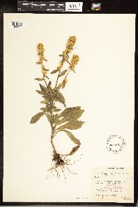 Solidago hispida image