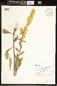 Solidago hispida image