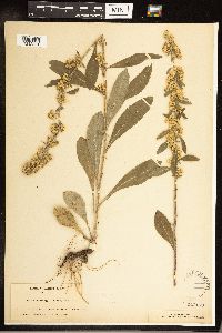 Solidago hispida image