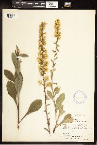 Solidago hispida image