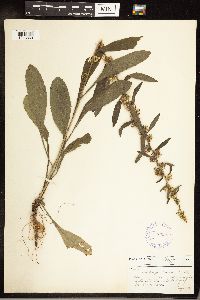 Solidago hispida image