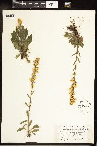 Solidago hispida image