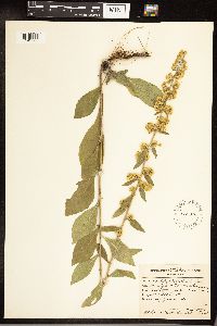 Solidago hispida image