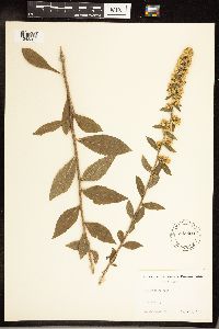 Solidago hispida image