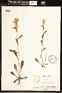 Solidago hispida image